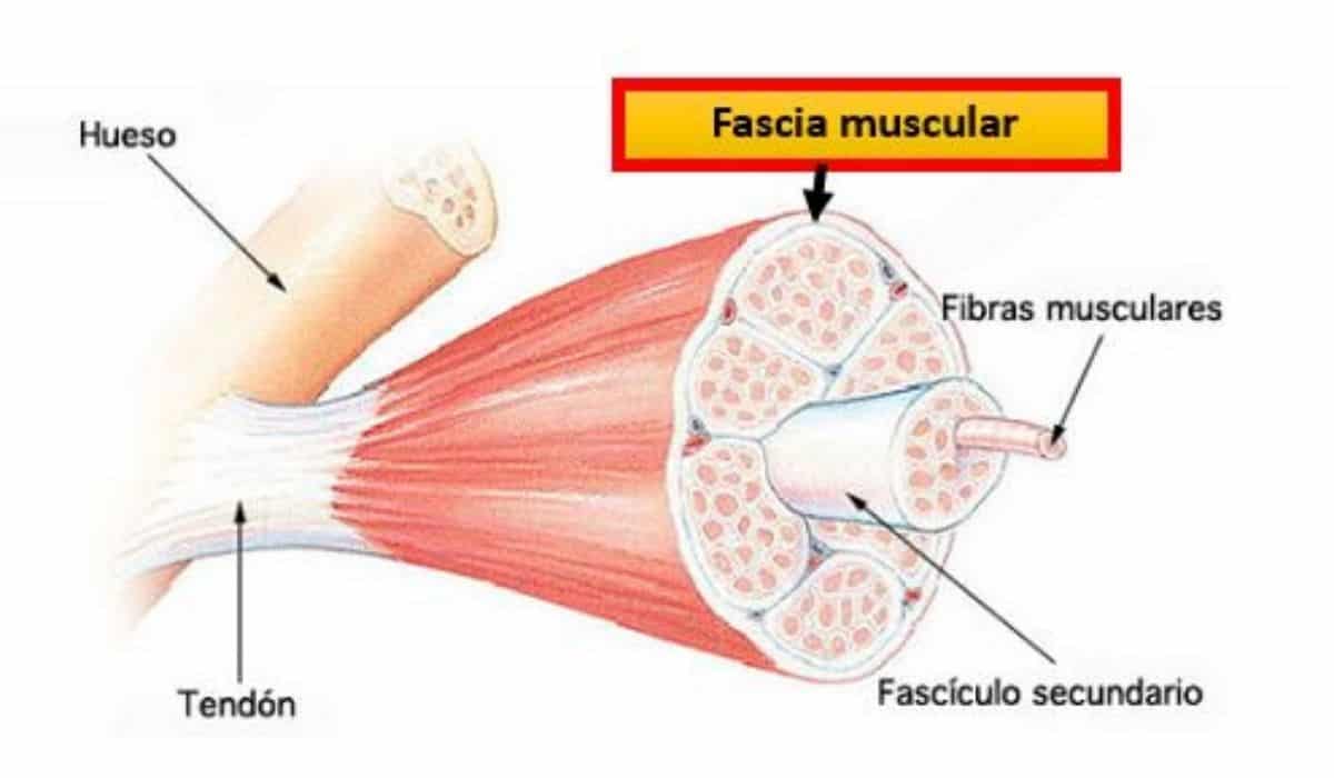 Que es la fascia